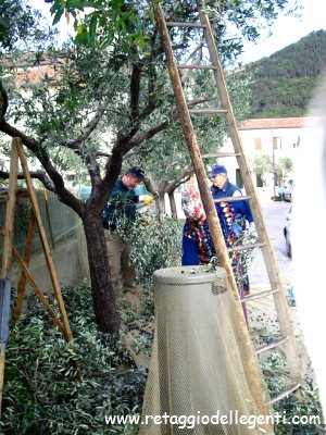 immagine allegata