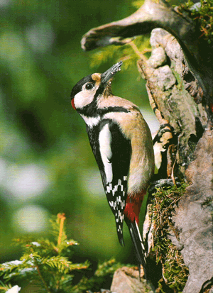 immagine allegata